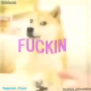 doge_wholesome_1.mp4