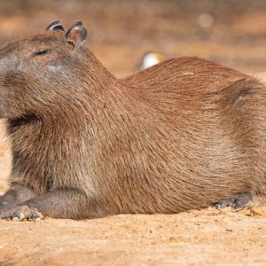 Blog-Capybara-Pantanal-Brazil3.jpg