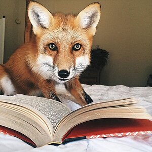 fox_book.jpg