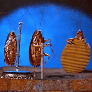 bugs-bug-393658234.gif