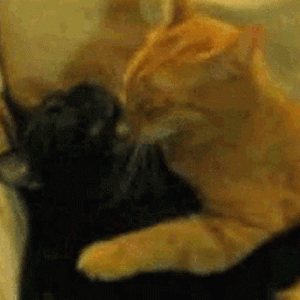 cat-hug.gif