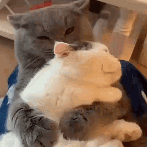 cat-hugs-alydn.gif