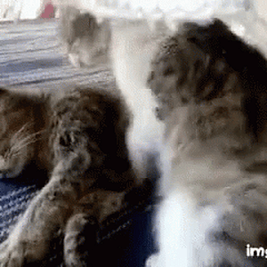 cat-love.gif