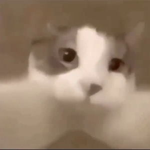 cat-kiss.mp4