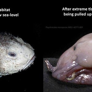 Blobfish-Reddit.jpg