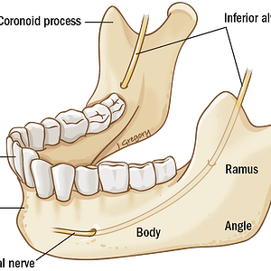 12-mandible-Artboard-1@2x.png