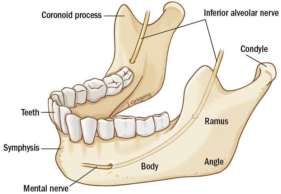 12-mandible-Artboard-1@2x.png