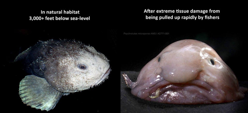 Blobfish-Reddit.jpg