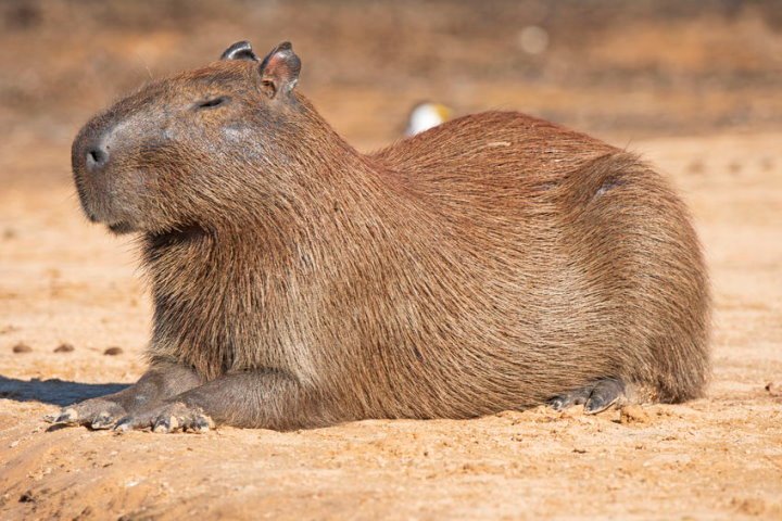 Blog-Capybara-Pantanal-Brazil3.jpg