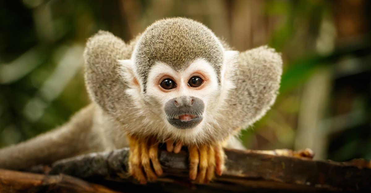 a-z-animals.com
